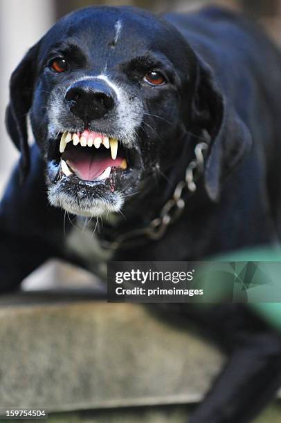 scary primer plano de un perro negro - ladrando fotografías e imágenes de stock