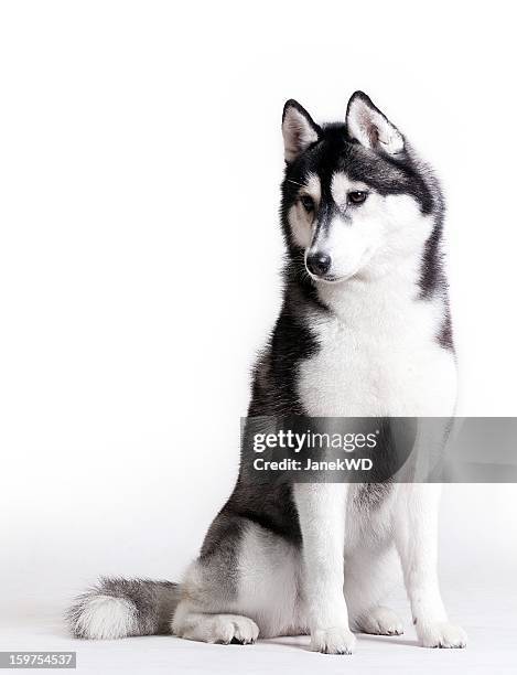 husky auf weißen - huskies stock-fotos und bilder