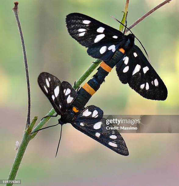 amata phegea, arctide (lepidottero) falena - amata phegea stock pictures, royalty-free photos & images