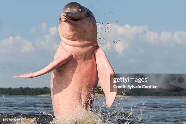 pink dolphin - boto river dolphin stockfoto's en -beelden