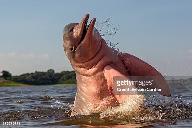 pink dolphin - boto river dolphin stock-fotos und bilder
