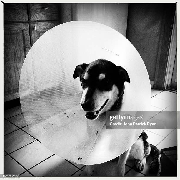 Wilson the Dog wears the Cone of Shame during his recovery from recent illness