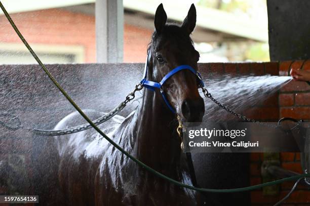 Without A Fight is seen after trials during Melbourne Trials at Cranbourne Training Centre on August 07, 2023 in Cranbourne, Australia.