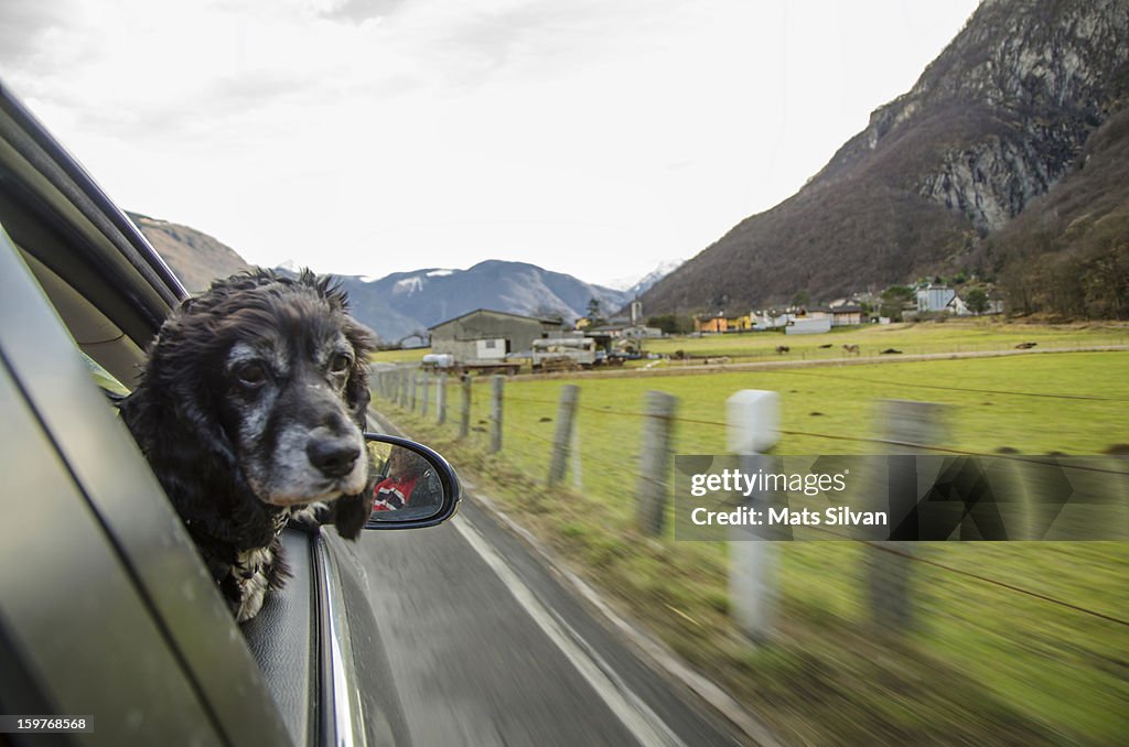 Happy dog