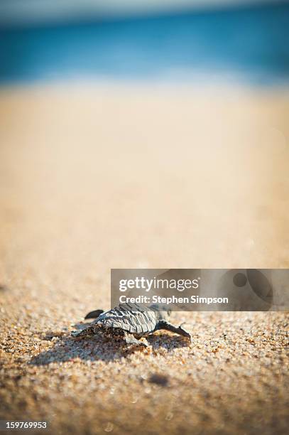 baby pacific green sea turtle heads for the ocean - playa la cachora stock pictures, royalty-free photos & images
