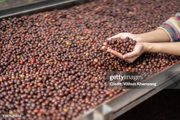 coffee bean on hand and process dried - plantation de café stockfoto's en -beelden