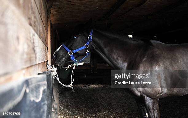 Blind racehorse Laghat stands in its stable before the race at Ippodromo San Rossore on January 20, 2013 near Pisa, Italy. Laghat is a ten-year-old...
