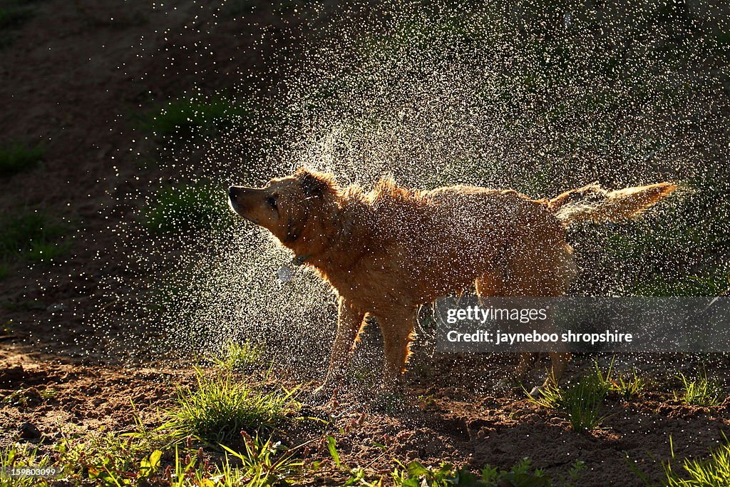 Backlit Dog Shaking Mass of Water droplets