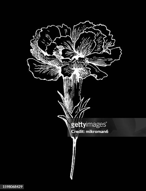 old engraved illustration of  botany, dianthus flower - carnation (d. caryophyllus), pink (d. plumarius and related species) and sweet william (d. barbatus), flowering plants in the family caryophyllaceae - flower arrangement carnation stock pictures, royalty-free photos & images