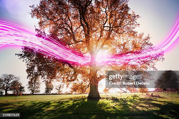 Passing Tree Picture Light Passing Through Trees Photos and Premium High Res Pictures ...