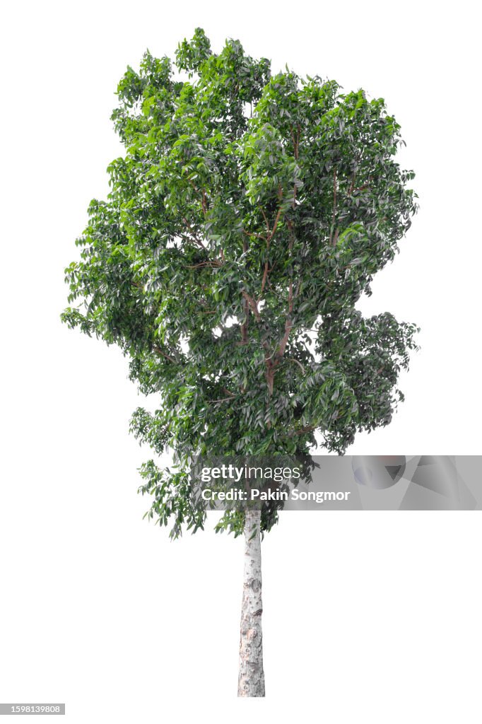 Green tree is isolated on a white background. clipping path