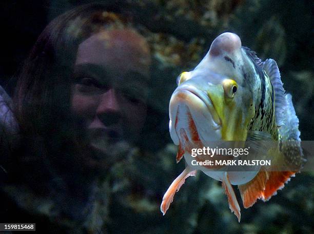 Young girl is reflected in the glass as she views a Spot-Eye Cichlid fish at the Beijing Aquarium on January 21, 2013. The aquarium, the largest in...