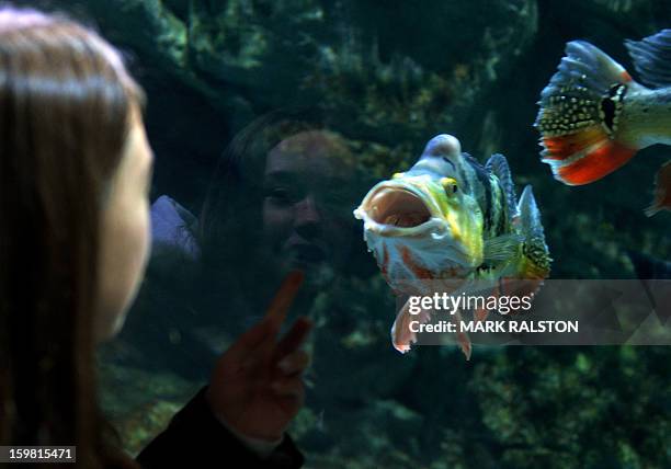 Young girl is reflected in the glass as she views a Spot-Eye Cichlid fish at the Beijing Aquarium on January 21, 2013. The aquarium, the largest in...
