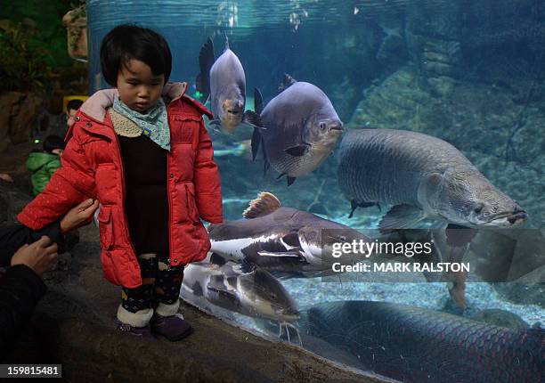 Chinese child views Catfish, Red Bellied Pacu and Pirarucu at the Beijing Aquarium on January 21, 2013. The aquarium, the largest in China and shaped...