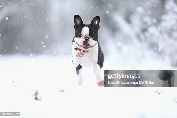 Freddy the Boston Terrier plays in the snow on January 21, 2013 in Nottingham, United Kingdom. The United Kingdom has suffered a weekend of heavy...