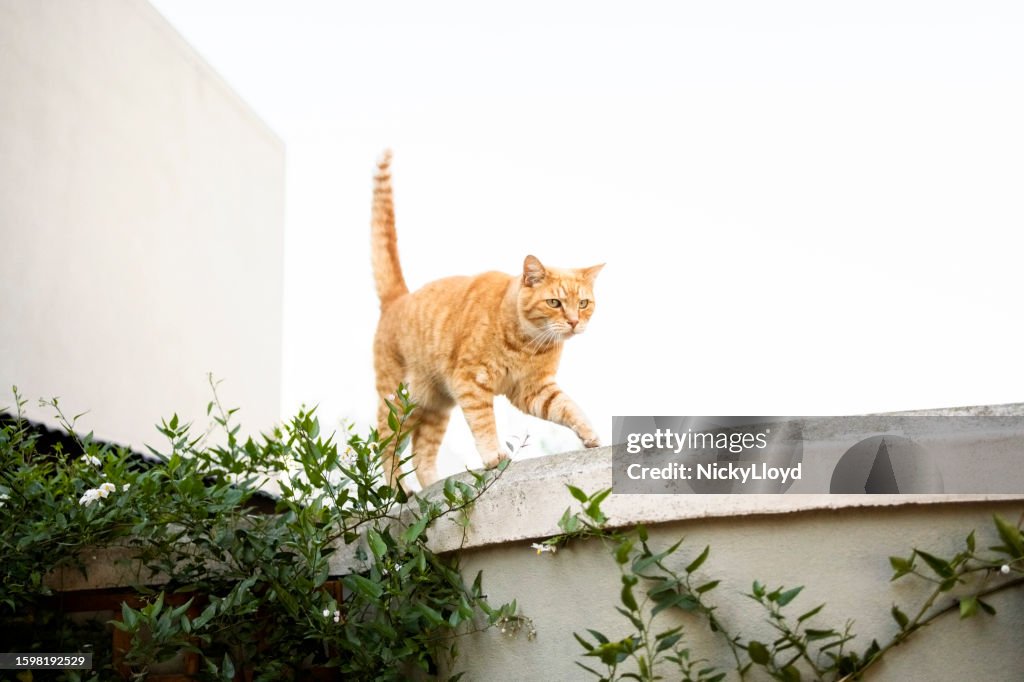 Niedliche Katze, die am Zaun eines Hauses spazieren geht