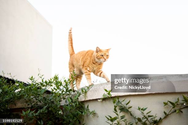 chat mignon marchant sur la clôture d’une maison - lonely cat photos et images de collection