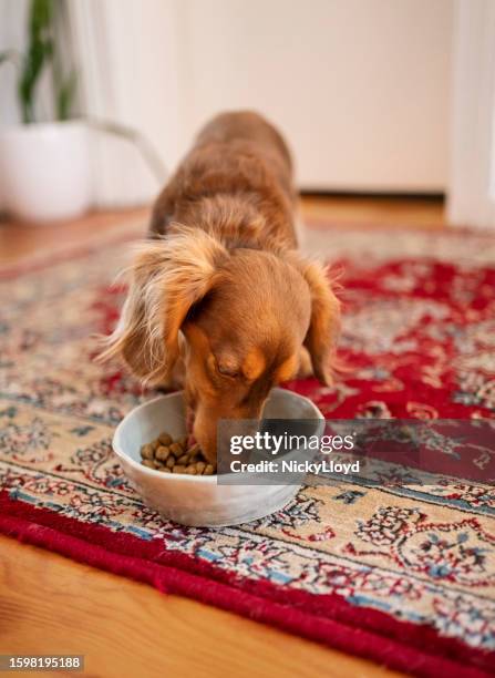 puppy eating from feeding bowl at home - dog food stock pictures, royalty-free photos & images