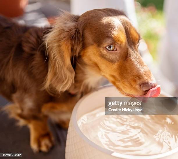 dachshund puppy drinking water from bowl at home - drinkwater stockfoto's en -beelden