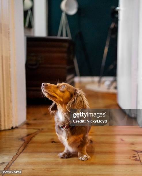 cute brown dachshund puppy walking in home - lonely dog stock pictures, royalty-free photos & images