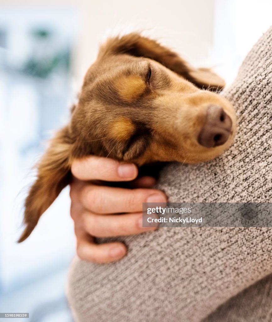 Brauner Haushund, der in den Armen seines Besitzers schläft