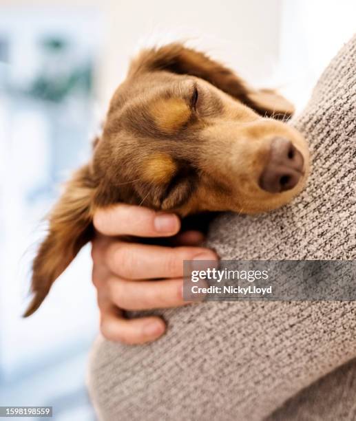 brown pet dog sleeping in arms of his owner - face arms stock pictures, royalty-free photos & images