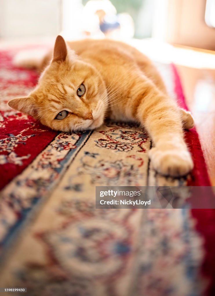 Chat tigré ayant l’air somnolent alors qu’il est allongé sur le sol à la maison
