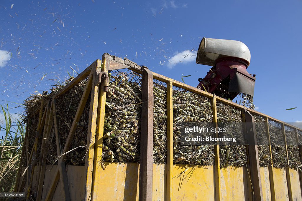 Sugarcane Harvest As Global Supplies Forecast To Outpace Demand