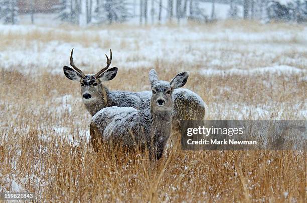 mule deer buck and doe in snow - ciervo mulo fotografías e imágenes de stock