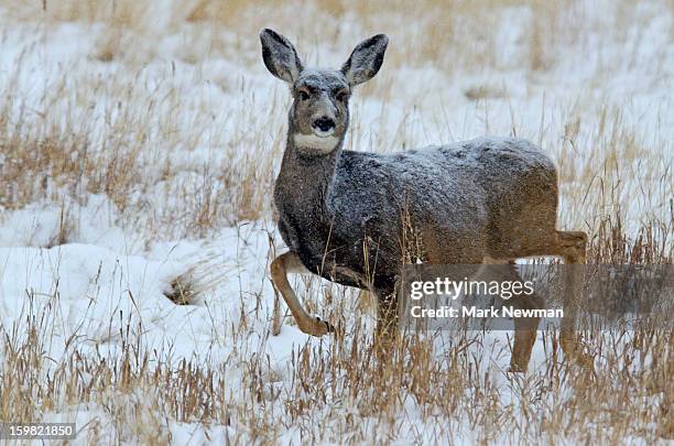 mule deer doe with foot in air - doe foot stock pictures, royalty-free photos & images