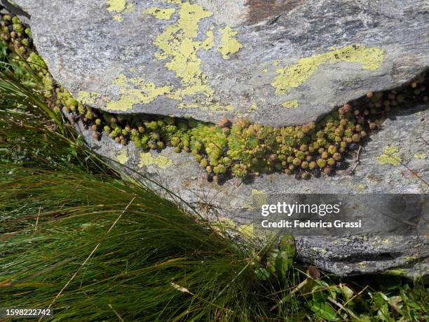 mountain houseleek (sempervivum montanum) near lukmanier pass (passo del lucomagno) - sempervivum montanum stock pictures, royalty-free photos & images