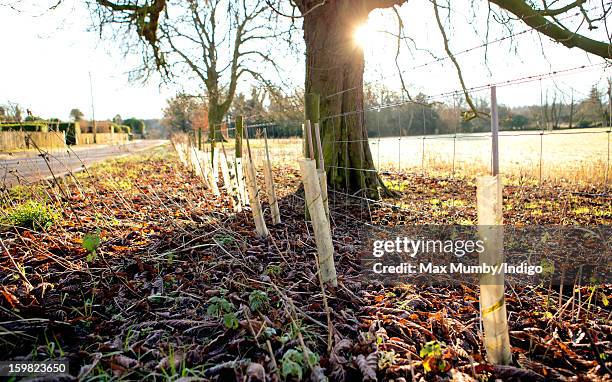 Saplings planted around the perimeter of the grounds of Anmer Hall on the Sandringham Estate on January 13, 2013 in King's Lynn, England. It has been...