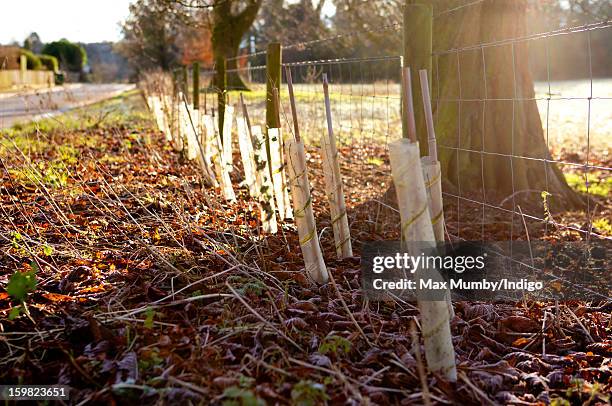 Saplings planted around the perimeter of the grounds of Anmer Hall on the Sandringham Estate on January 13, 2013 in King's Lynn, England. It has been...