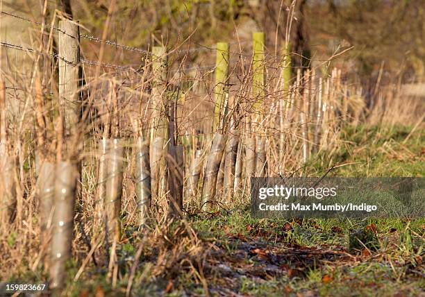 Saplings planted around the perimeter of the grounds of Anmer Hall on the Sandringham Estate on January 13, 2013 in King's Lynn, England. It has been...