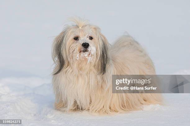 havanese dog in the snow! - havanese stock pictures, royalty-free photos & images