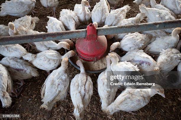 young turkeys - poultry feed stock pictures, royalty-free photos & images