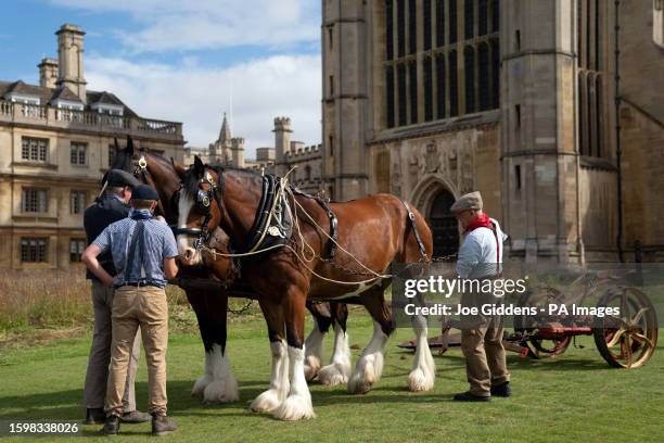 Shire horses Bryn and Cosmo arrive on the lawn at King's College Cambridge before harvesting the wildflower meadow. The heavy horses from Waldburg...