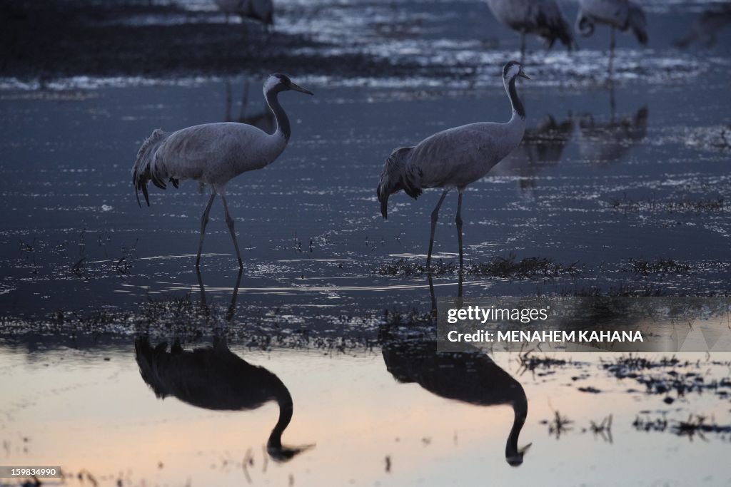 ISRAEL-ANIMALS-FEATURES-GREY-CRANS