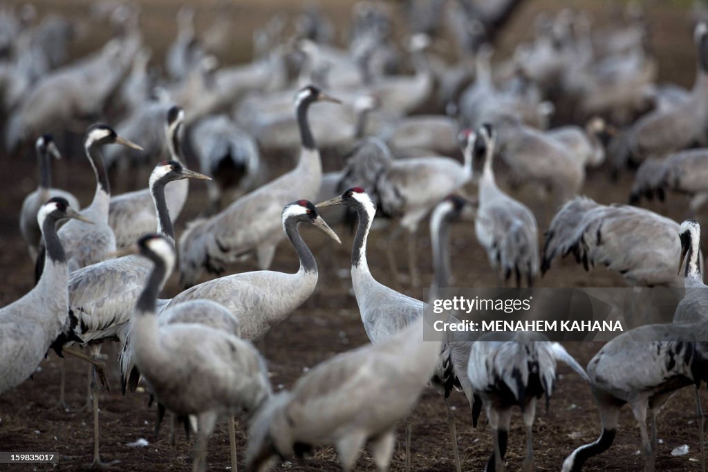 ISRAEL-ANIMALS-FEATURES-GREY-CRANS