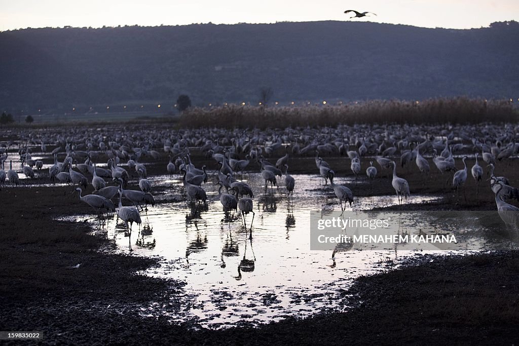 ISRAEL-ANIMALS-FEATURES-GREY-CRANS