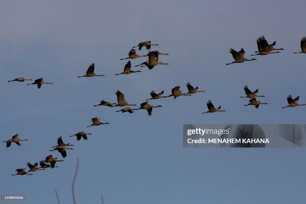 ISRAEL-ANIMALS-FEATURES-GREY-CRANS