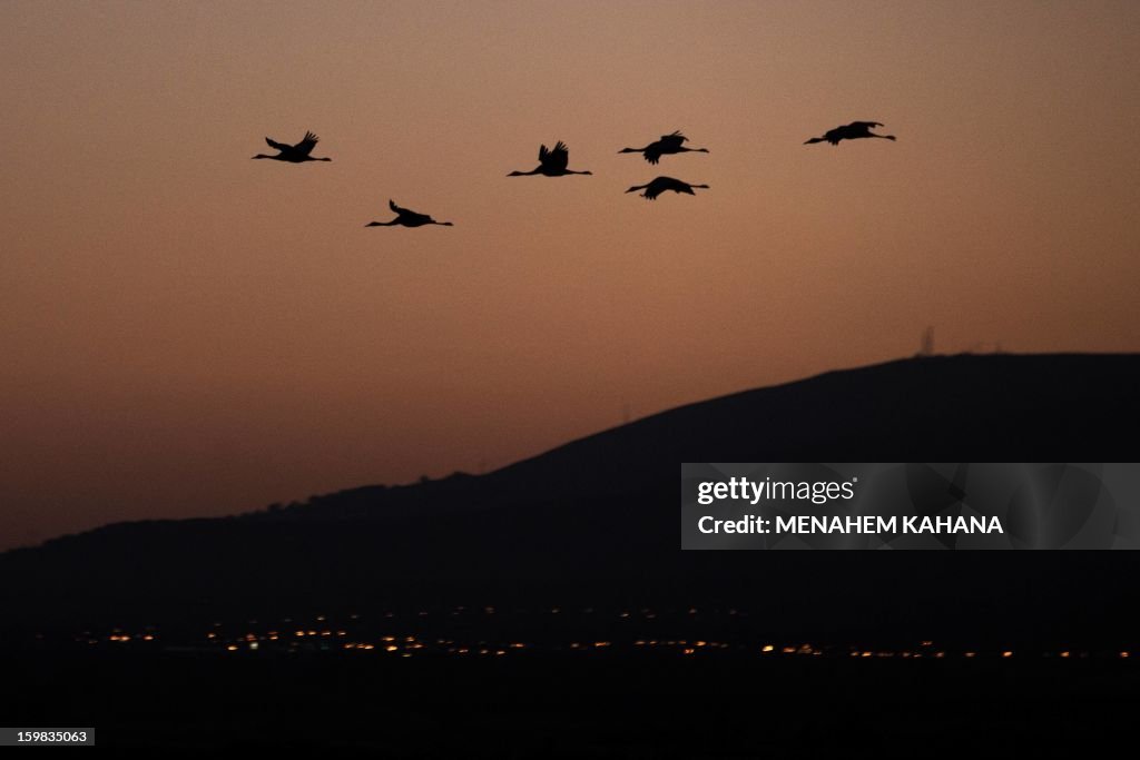 ISRAEL-ANIMALS-FEATURES-GREY-CRANS