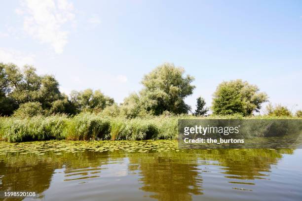 idyllic river with water lilies against blue sky - water lily stock pictures, royalty-free photos & images