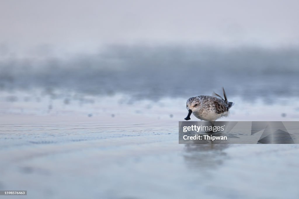 Sea bird, adult Spoon-billed sandpiper (Calidris pygmaea).