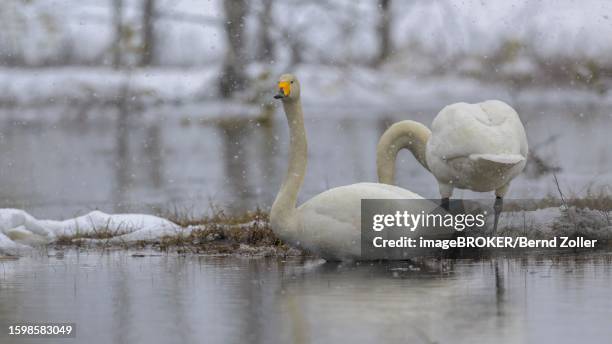 whooper swan (cygnus cygnus), breeding pair at nesting site in driving snow, water and snowy landscape in early spring, hamra national park, dalarna, sweden, scandinavia - hamra national park stock pictures, royalty-free photos & images