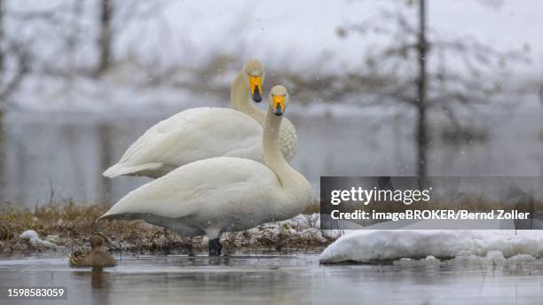 whooper swan (cygnus cygnus), breeding pair at nesting site in driving snow, water and snowy landscape in early spring, hamra national park, dalarna, sweden, scandinavia - hamra national park stock pictures, royalty-free photos & images