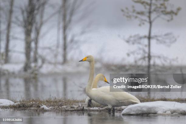 whooper swan (cygnus cygnus), breeding pair at nesting site in driving snow, water and snowy landscape in early spring, hamra national park, dalarna, sweden, scandinavia - hamra national park stock pictures, royalty-free photos & images