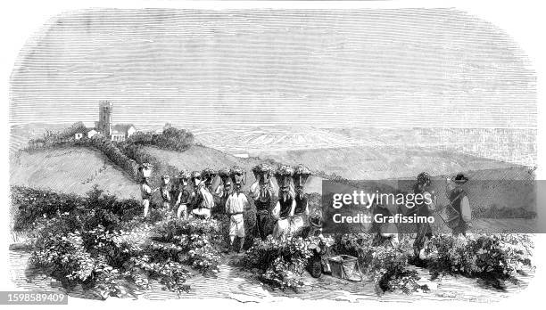 workers harvesting the jerez wine in portugal 1853 - jerez de la frontera spain stock illustrations