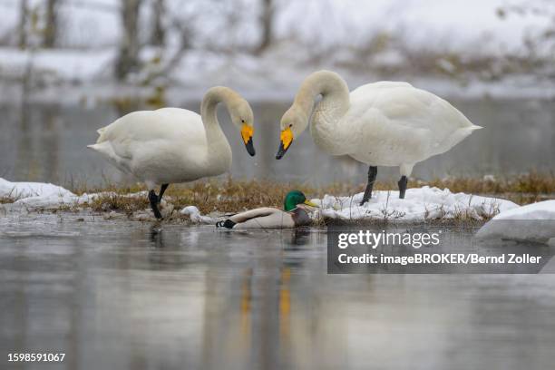 whooper swan (cygnus cygnus), breeding pair at nesting site in a water and snow landscape in early spring, hamra national park, dalarna, sweden, scandinavia - hamra national park stock pictures, royalty-free photos & images