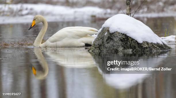 whooper swan (cygnus cygnus), swimming in a water and snow landscape in early spring, hamra national park, dalarna, sweden, scandinavia - hamra national park stock pictures, royalty-free photos & images